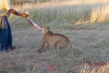 Cheetah, Namibia