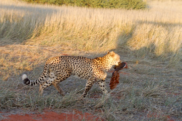 Cheetah, Namibia