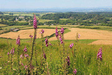 wild foxgloves, dorset landscape and fields © SusaZoom