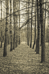 Avenue of birches and conifers. Sepia, vintage style