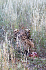 Cheetah, Namibia
