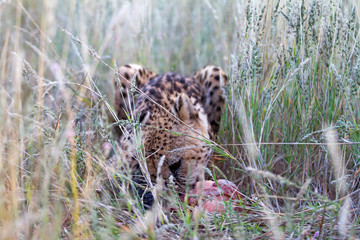 Cheetah, Namibia