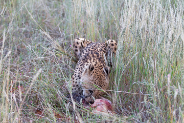 Cheetah, Namibia