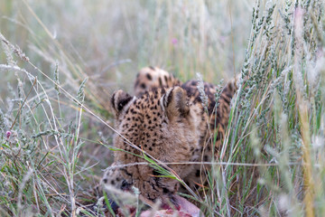 Cheetah, Namibia