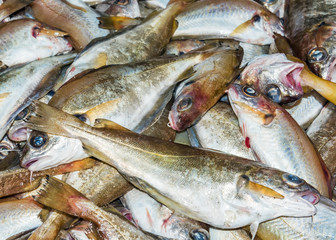 Pout fish on fishmonger stall in Olhao market