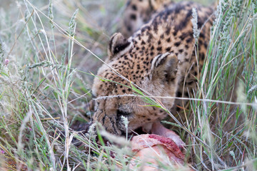 Cheetah, Namibia