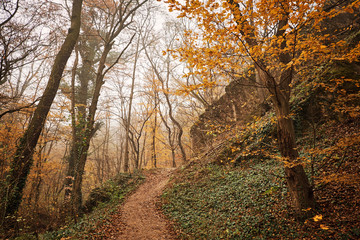 Obraz premium Autumn forest road