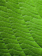 Green leaf