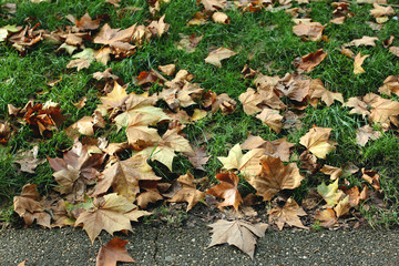 Feuilles