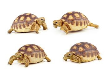 turtle on over white background