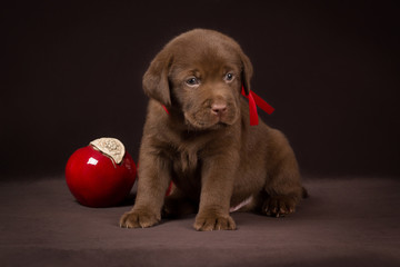 Chocolate labrador puppy sitting on a brown background near red
