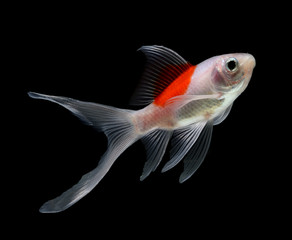 gold fish isolated on black  background