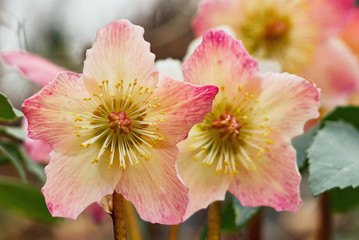 Fototapeta premium hellebores multicolored