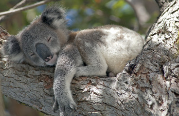 Koala slaapt in boom