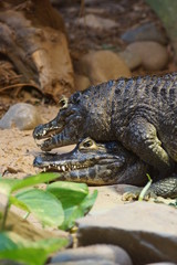 Yacare Caiman - Caiman yacare