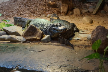 Yacare Caiman - Caiman yacare