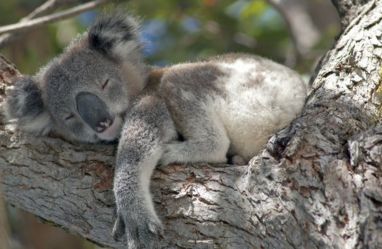 Koala asleep in tree