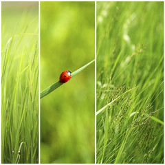 Nature collage. Macro grass with water drops