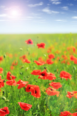 Beautiful poppy flowers in the field