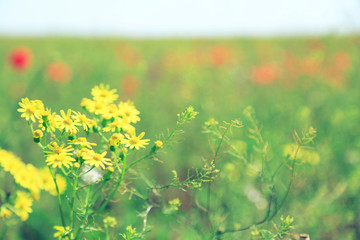 Beautiful daisy flowers in the field