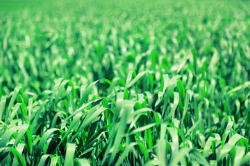 Fototapeta premium Beautiful green field