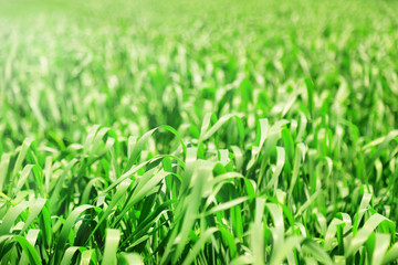 Beautiful green field