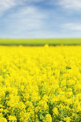 Beautiful rape in the field