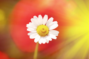 Belle fleur de marguerite, à l& 39 extérieur