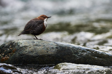 European dipper resting on a rock