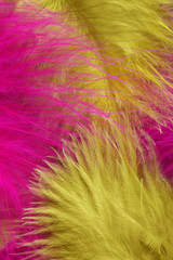 Colorful feather, close-up