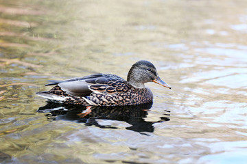 Duck swimming in water
