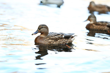 Ducks swimming in water
