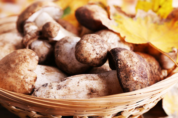 Wild mushrooms and autumn leaves in basket closeup