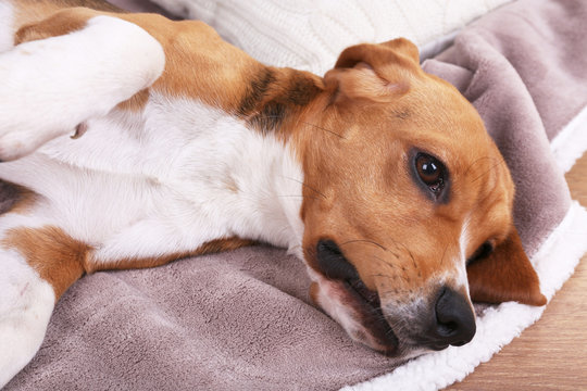 Beagle dog on bed close-up