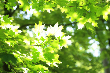 Fototapeta na wymiar Beautiful green leaves on tree outdoors