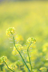 Wild green plants close-up