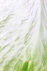 Green cabbage leaf background