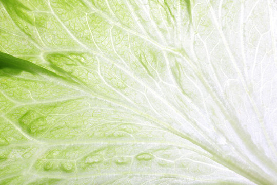 Green cabbage leaf background