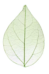 Acrylic prints Decorative skeleton Decorative skeleton leaf isolated on white