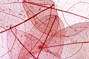 Cercles muraux Feuille de veine décorative Fond de feuilles de squelette décoratif