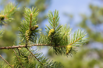 pine branch