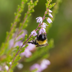 pollination