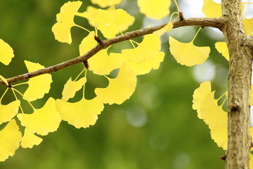 イチョウの黄葉