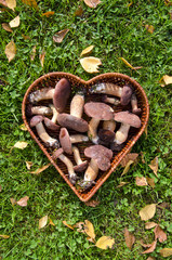 Boletus badius (Xerocomus badius) mushroom in heart form basket