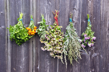 various medical herbs bunches on old wooden wall