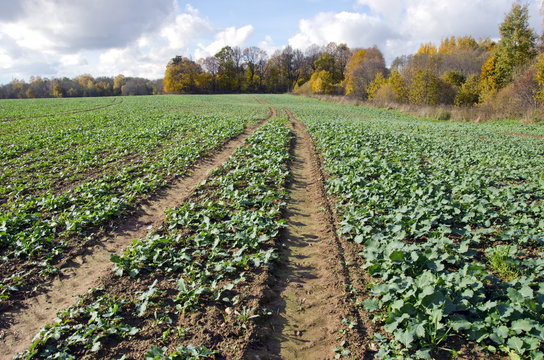 Rapeseeds Seedling Crop Field In Autumn Time