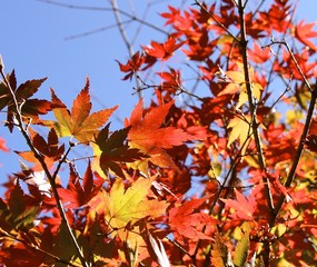The beautiful maple leaves closeup in forests