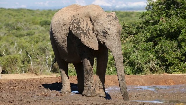 African elephant cow drinking water