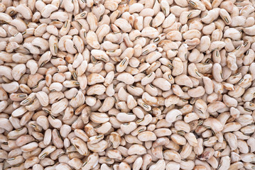 White bean grain texture