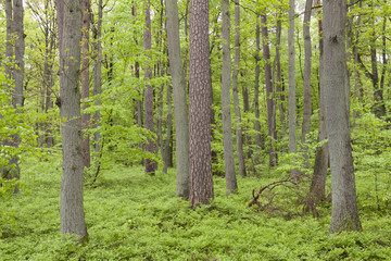 Waldlandschaft